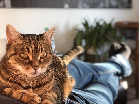Louna