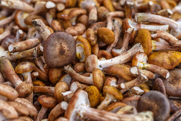 Shiitake mushrooms. Vegetables and fruits at an outdoor farmers market. Raw organic ingredients—fruits and vegetables—used in cooking