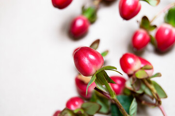 red hypericum berries on a crafting background with space for text.