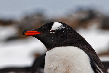 Pingwin gentoo