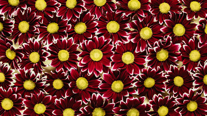 Red with yellow chrysanthemums. Floral pattern texture background