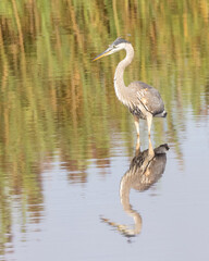 Stately great blue heron standing in the water with reflection in profile.