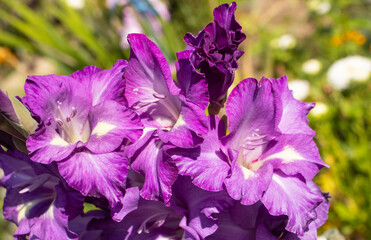 purple gladiolus flowers in the garden