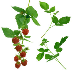 Set: raspberry branches with ripe berries and leaves. Isolated. Red raspberries and green leaves. Bush with berries.