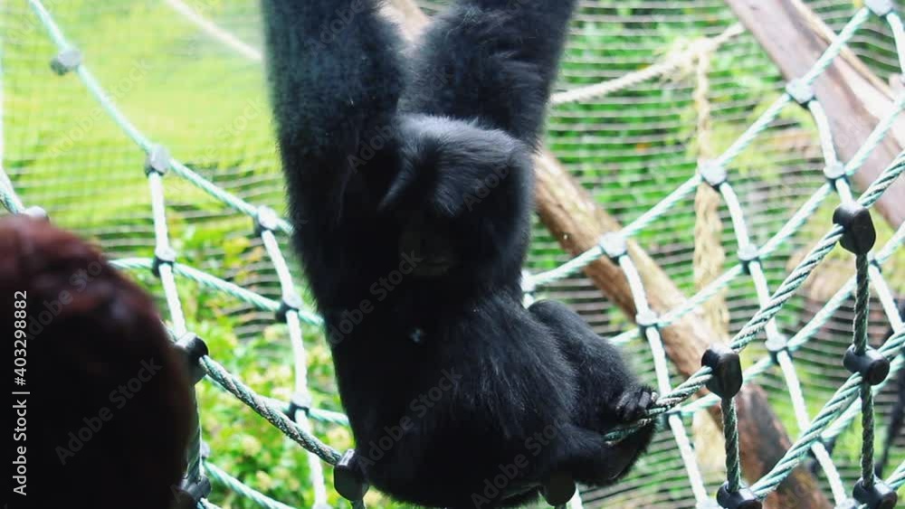 Poster black monkey clinging on the net in its enclosure at the zoo - close up