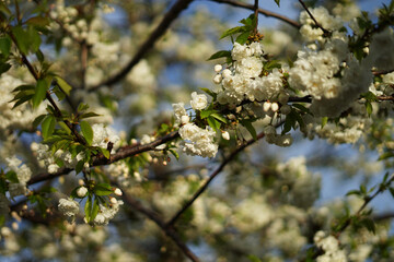 Blossoming cherry tree spring concept with blue sky background