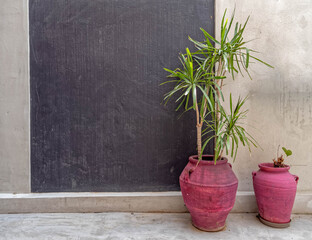 minimal interior with potted plants and dark grey wall, space for your text