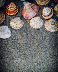 sea shells on wet sand top view closeup, space for your text.
