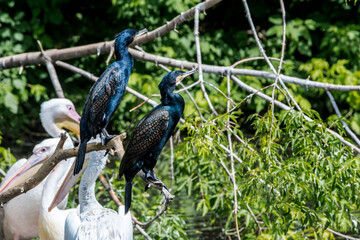 Fototapeta premium Great Cormorants (Phalacrocorax carbo) on pond