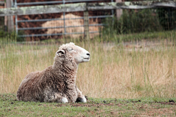 sheep in the zoo