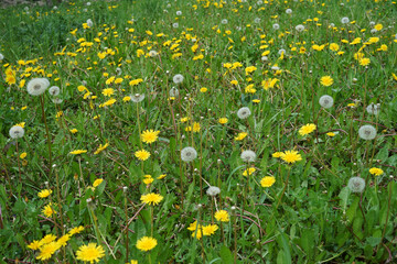 Wild bio dandelion yellow and bloomed grey flowers on meadow, spring concept