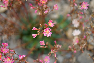 Fototapeta premium Small pink white flowers top view in garden