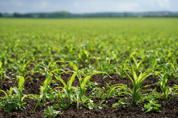 Sweet corn young plants on field, maize variety agriculture spring concept