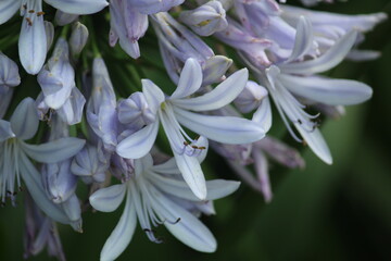 Flores - Agapanthus