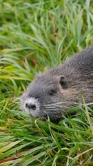 Nutria