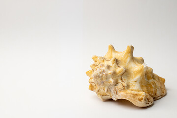 sea shell on white background