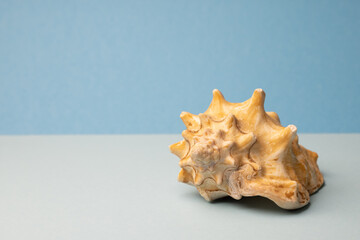 Obraz na płótnie Canvas sea shell