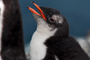 pingwin gentoo © rubbersoulroad