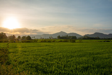 Serene sunset over rice paddies in Tay Son region in Binh Dinh Province, Vietnam