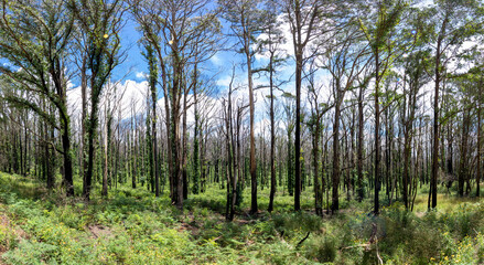 Forest regeneration after bushfire in Kanangra-Boyd National Park in regional Australia
