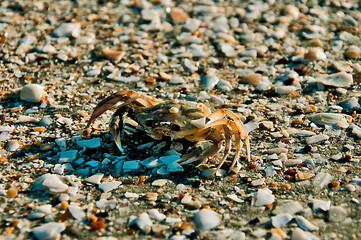 krab