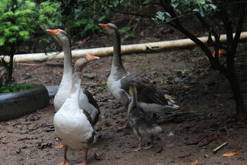 Marrecos de segurança