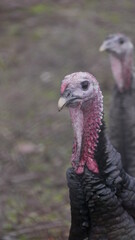 close up of a turkey