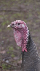 close up of a turkey