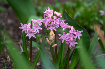 Hyacinthus orientalis ornamental beautiful springtime flowering plant, group of colorful bright flowers in bloom