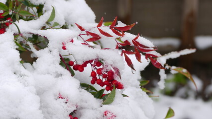 heavenly bamboo in winter