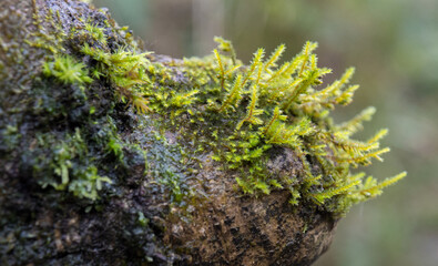 Green moss over tree trunk. Macro.