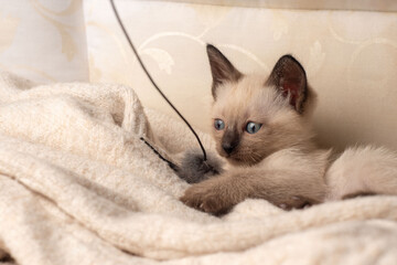 Thai cat kitten plays with a toy. siamese kitten