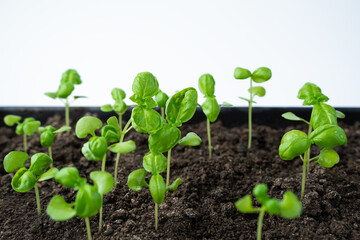 Young basil grows in a greenhouse. Side view. The concept of cultivation.