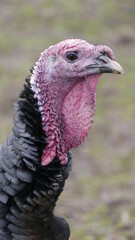 close up of a turkey
