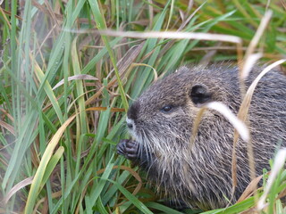 Nutria