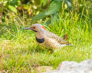 Northern flicker in the grass near a pond in spring.