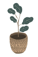 Caring for home plants. Ward over flowers. Ficus with lettering and with a pattern. Plant care. Boho flat illustration for cards, banners, articles and your creativity.
