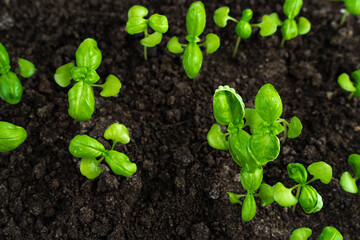 Young basil sprouts in the ground. Side view. The concept of cultivation.