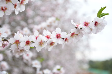 cherry blossom in spring