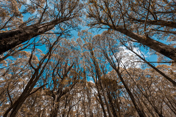 Looking up through a tree canopy into blue sky in regional Australia