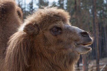 Portrait of a Bactrian Camel (Camelus bactrianus).