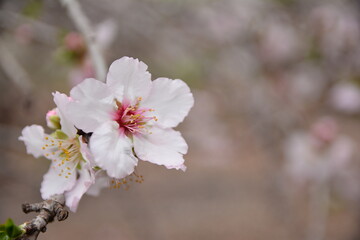 Obraz premium blossom