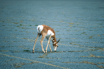 Pronghorn in a parking lot, Oregon USA