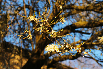 Blossomed white flower branch of a plum tree. The picture is taken in Bulgaria, Stara planina moutain region. 