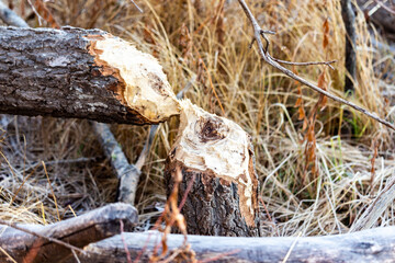 beaver tree stump