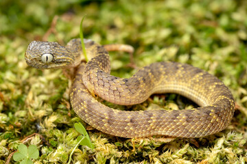 Day old venomous baby Bush Viper snake (Atheris squamigera)