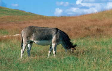 Wild donkey, living free on the prairie, USA