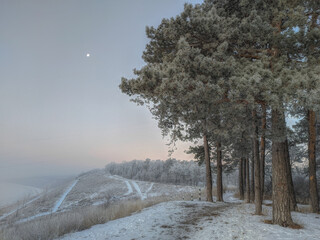 Frosty dawn at the edge of the forest