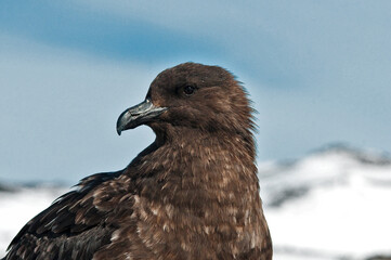 wydrzyk © rubbersoulroad