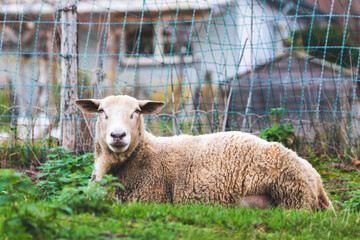 Un mouton m'observe couch&eacute; dans l'herbe